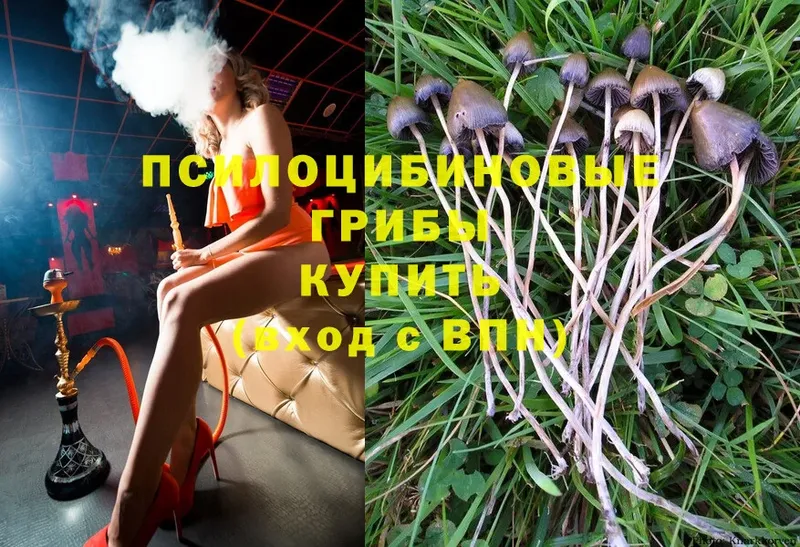 хочу   Нефтеюганск  Псилоцибиновые грибы Psilocybine cubensis 